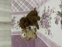 Irk ve sağlık garantili kore poodle yavru