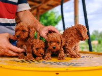 Minik Red Poodle Bebek