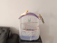 Sultan papağanı ve komple set