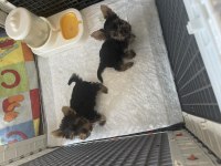Safkan yorkshire terrier yavrular
