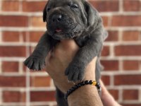 Dev Cane Corso Yavruları