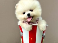 Sevimli Pomeranian Boo Yavrularımız