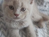 British shorthair ve scottish fold sahiplendirme