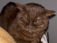 British Shorthair Kediler