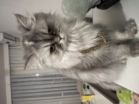 Chinchilla Yuva Arıyoruz