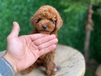 Toy poodle mini boy dişi yavrumuz