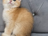 NY11 VE AY11 SAFKAN BRİTİSH SHORTHAİR GOLDEN BEBEKLER