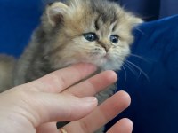 British Longhair2 aylık dişi ve erkek yavru