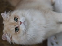 British longhair erkek kedimiz