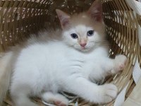 Orjinal safkan british shorthair yavrular