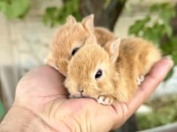 Netherland Dwarf Karamel Tavşanlar