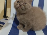 2 aylık british shorthair