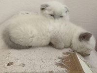 British Shorthair Blue Point