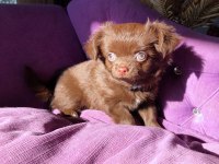 Çikolata kız bebek chihuahua