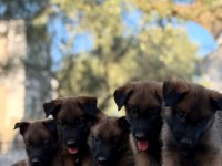 Irk ve Saglık Garantili Malinois Yavrular