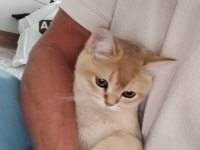 Safkan british shorthair