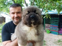Kafkas çoban köpeği yavruları