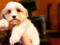 MALTİPOO PAMUK YAVRULARIMIZ