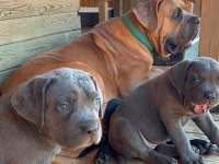 60 günlük A kalite cane corso bebek