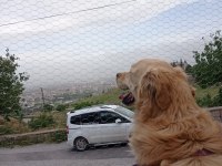 Yetişkin Golden Retriever Yavru Alınabilir