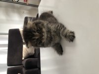 Yavru Scottish Fold