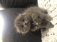 Saf kan scottish fold longhair yavrularım yuva arıyor