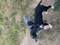 1 yaşında Av Köpeği