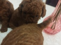 Safkan Red Brown Toy Kore Poodle Yavrular - Üst Kalite
