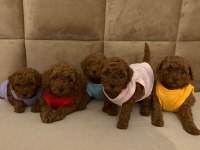 Toy Poodle Yavrular