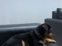 Yavru Rottweiler