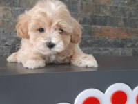 Tea Cup Maltipoo Yavrulari İstanbul