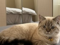 1 Yaşında Erkek British Shorthair