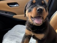 %100 orjinal rottweiler yavrular kredi kartı geçerlidir