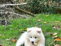 KIF/FCI ŞECERELİ SAMOYED ERKEK YAVRU