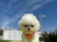 SHOW KALİTE TEDDY BOO YAVRULAR POMERANİAN