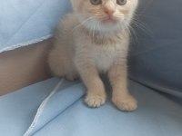British shorthair / longhair ve scottish fold sahiplendirme