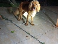 American cocker şehir değişikliğinden dolayı
