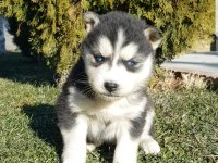 Masmavi gözlü safkan husky yavruları