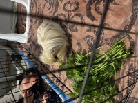 Uygun Fiyatlı Ginepig