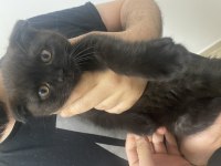 Erkek scottish fold siyah bebeğimiz