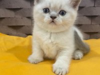 Safkan Blue Point Scottish Kediler