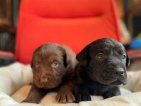 Mükemmel kalitede labrador bebeklerimiz için acele edin