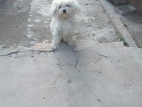 Terrier cinsi dişi köpeğimiz