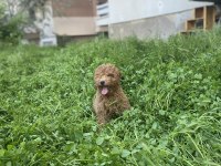 MİNYATÜR POODLE ERKEK