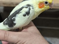 Sultan papağanı yavruları 2 aylik çiftler