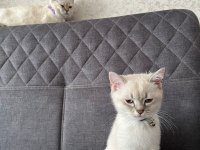 Dişi ve erkek iki british shorthair yavru sahibini bekliyor