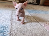 Sphynx (Sfenks) Yavru Erkek