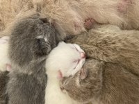 1 haftalık british shorthair