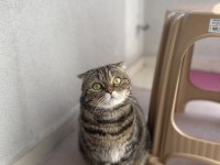 Scottish Fold Dişi Kedimiz