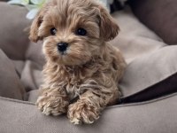 Türkiye’nin En Özel Maltipoo Yavruları